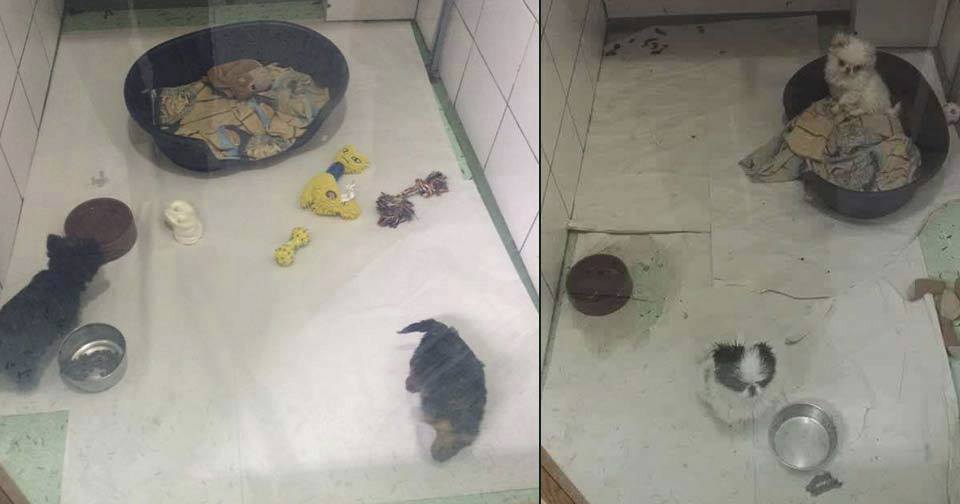 zverimex-FOTO: Facebook O.S. za práva zvířat